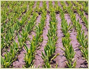 field of turmeric plants