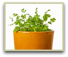 Picture of cilantro herb growing in a pot